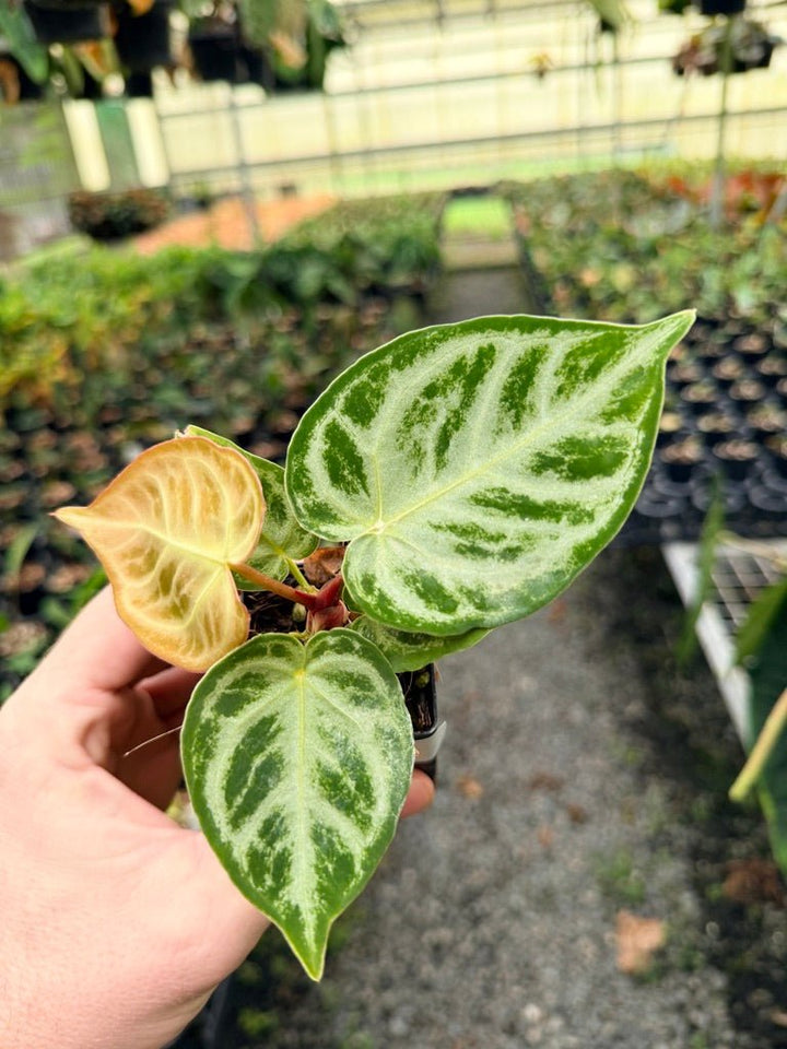 Handpicked 149 - Anthurium Crystallinum Dorayaki Silver Blush | Uprooted