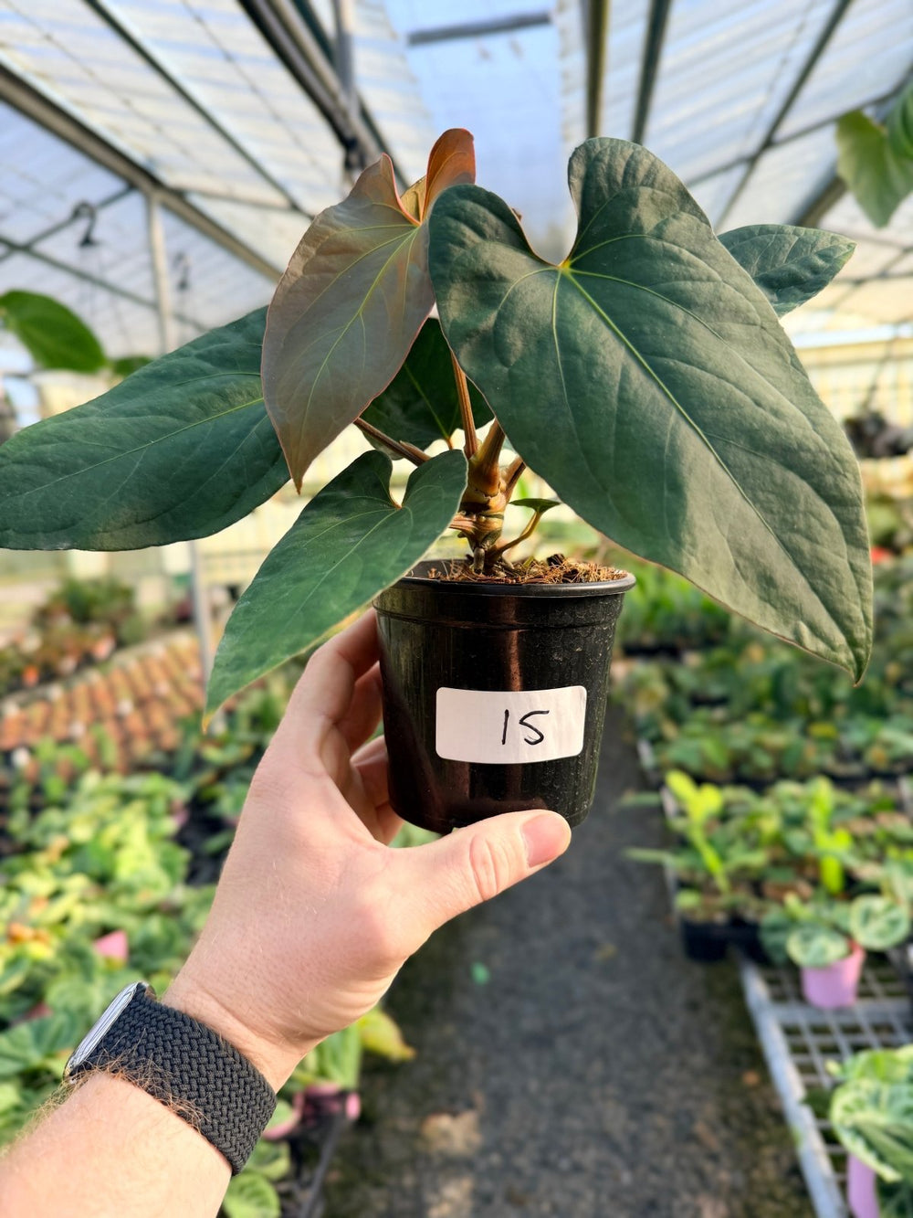 Handpicked 15 - Anthurium Papillilaminum x Luxurians | Uprooted