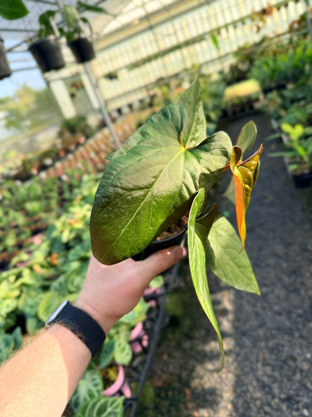 Handpicked 15 - Anthurium Papillilaminum x Luxurians | Uprooted