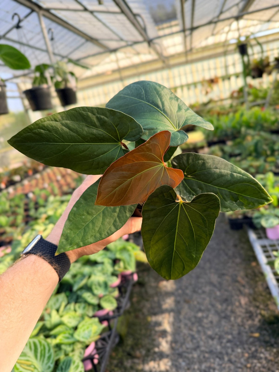 Handpicked 15 - Anthurium Papillilaminum x Luxurians | Uprooted