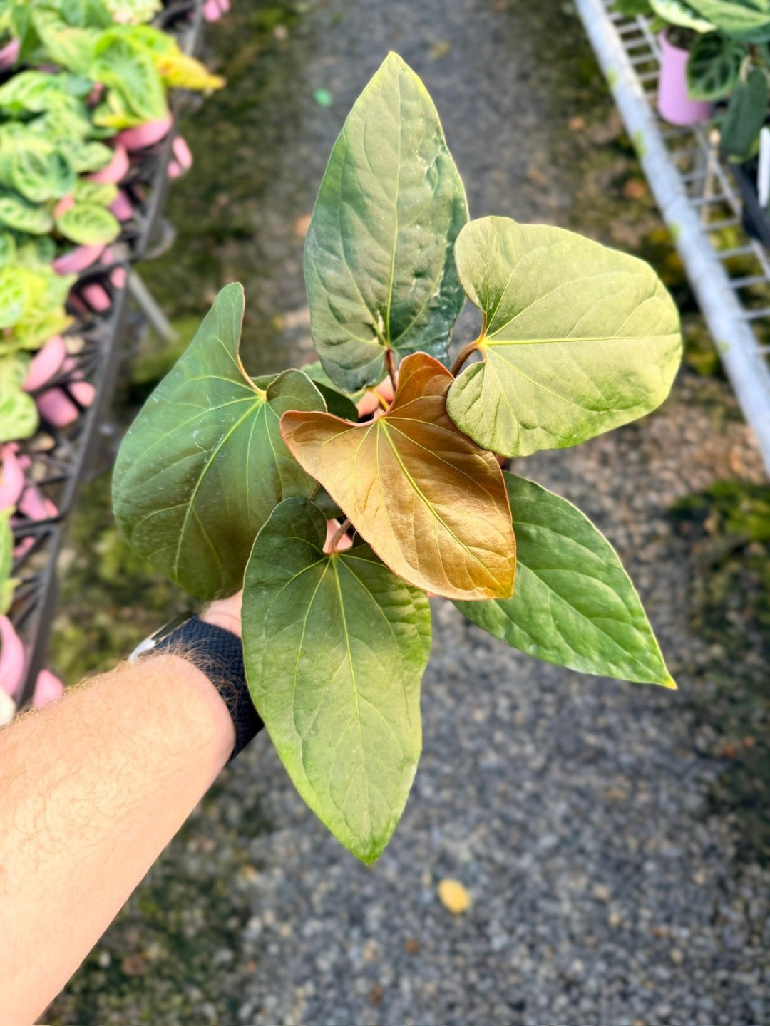 Handpicked 15 - Anthurium Papillilaminum x Luxurians | Uprooted