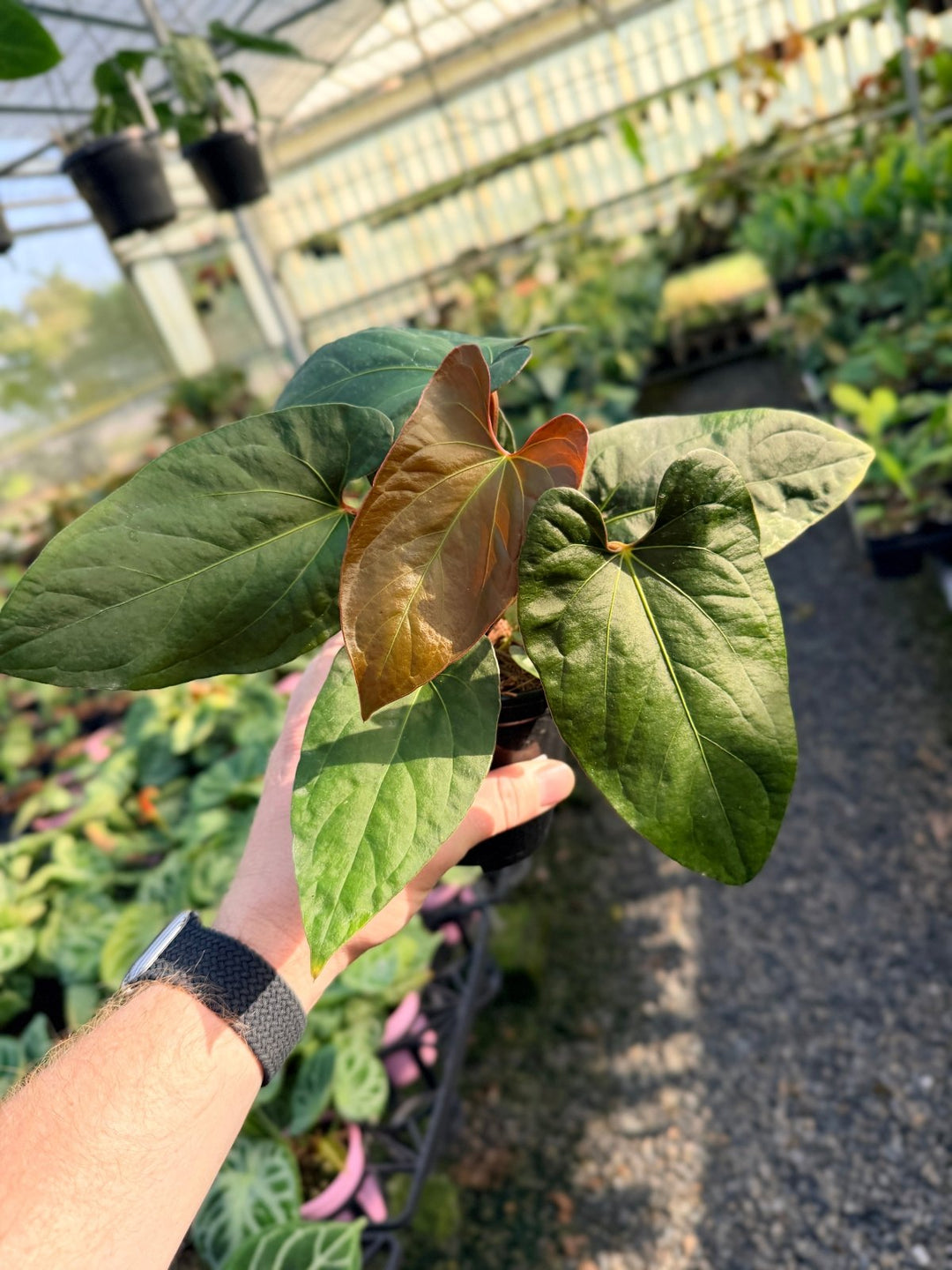 Handpicked 15 - Anthurium Papillilaminum x Luxurians | Uprooted