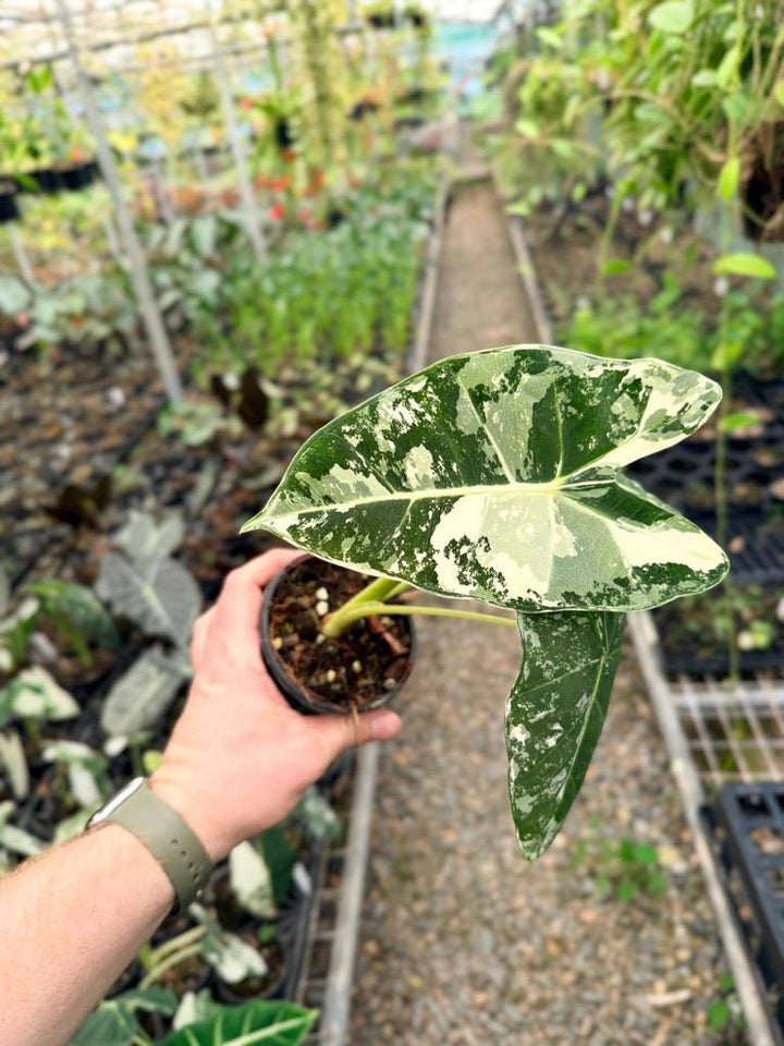 Handpicked 150 - Alocasia Micholitziana Frydek | Uprooted
