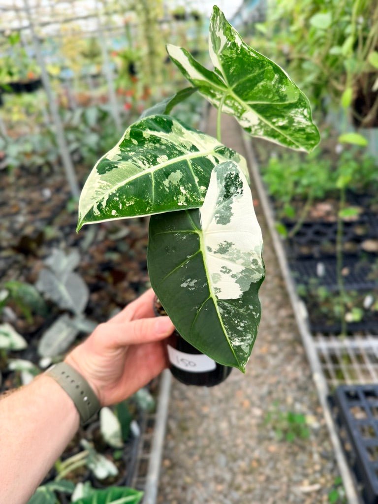 Handpicked 150 - Alocasia Micholitziana Frydek | Uprooted