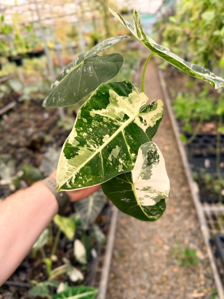 Handpicked 150 - Alocasia Micholitziana Frydek | Uprooted