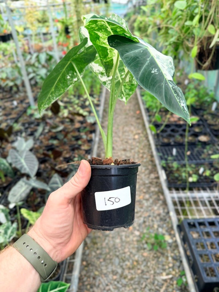 Handpicked 150 - Alocasia Micholitziana Frydek | Uprooted