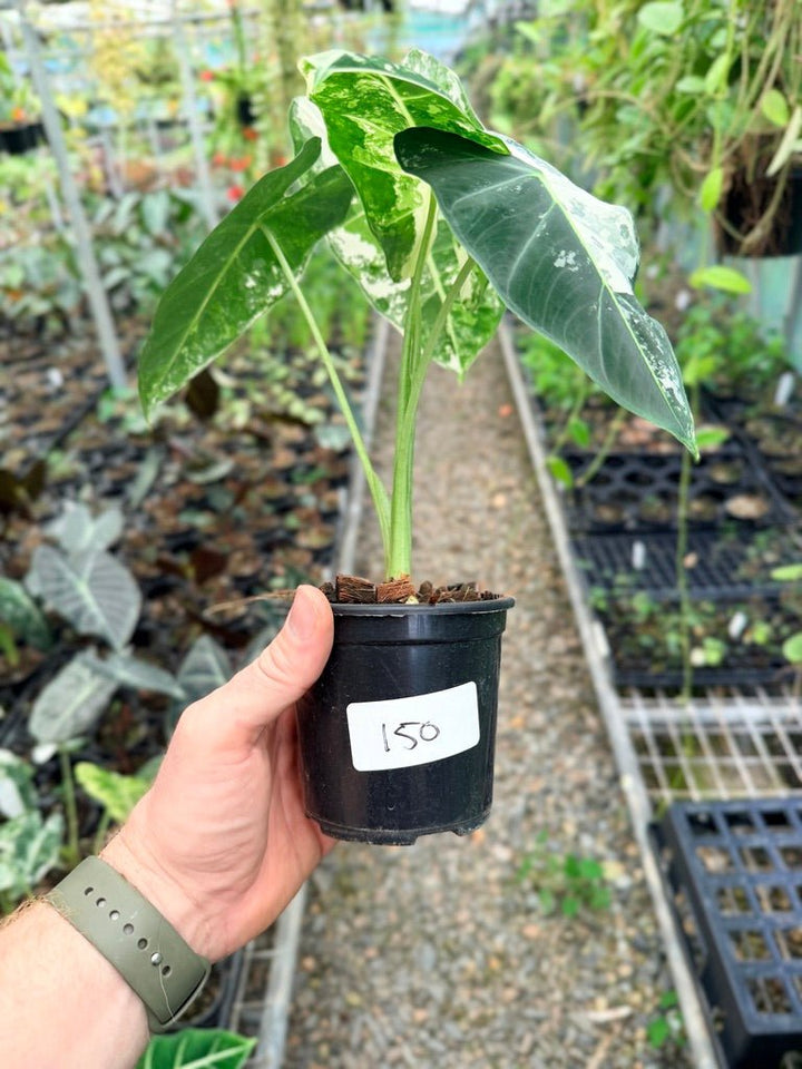 Handpicked 150 - Alocasia Micholitziana Frydek | Uprooted