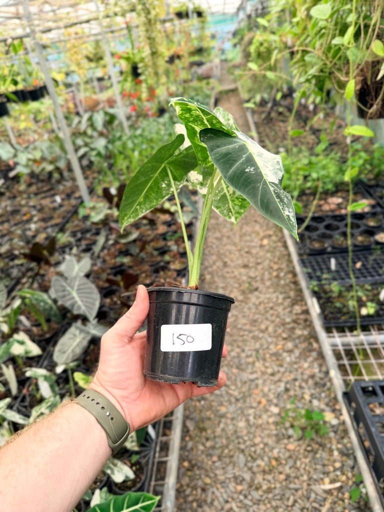 Handpicked 150 - Alocasia Micholitziana Frydek | Uprooted