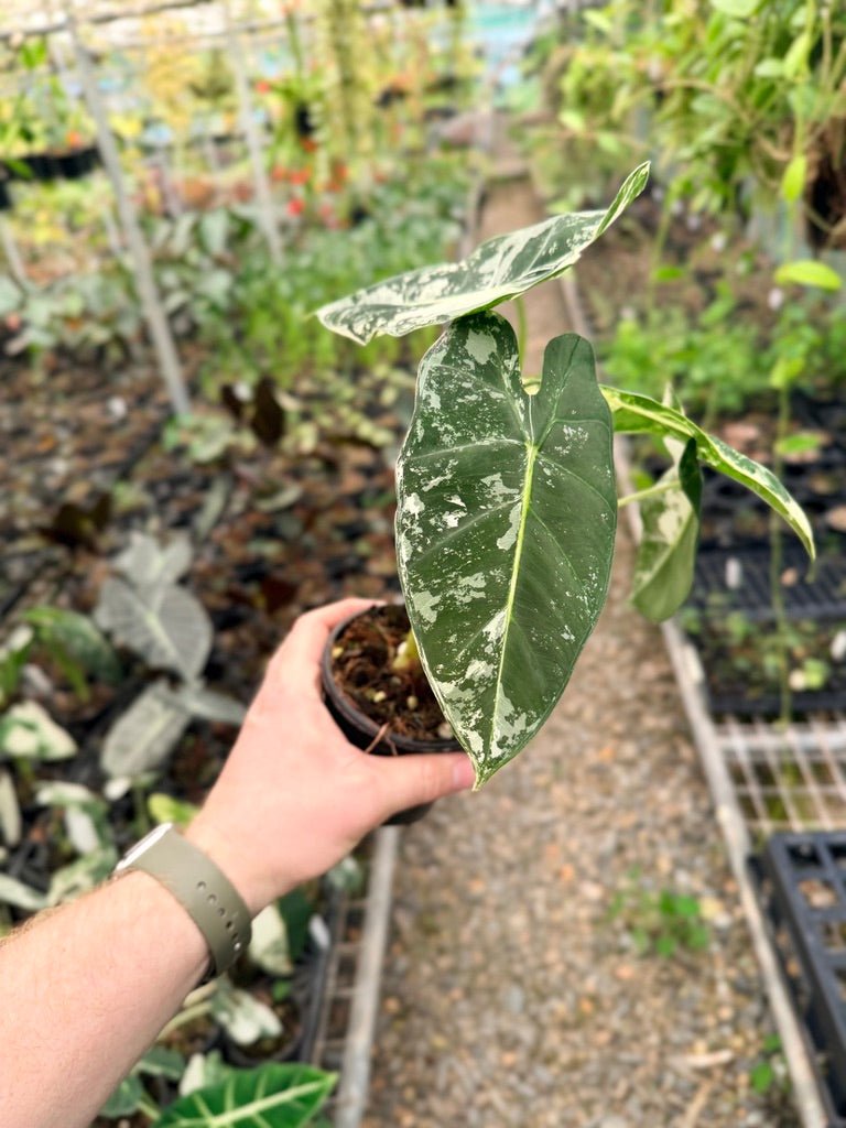Handpicked 150 - Alocasia Micholitziana Frydek | Uprooted