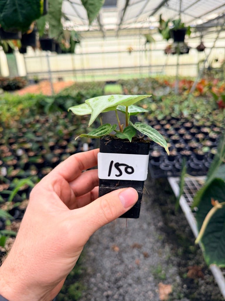 Handpicked 150 - Anthurium Crystallinum Dorayaki Silver Blush | Uprooted