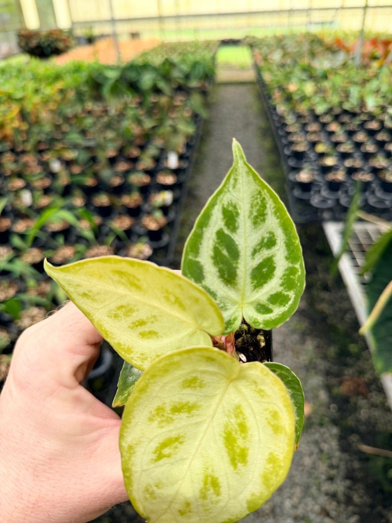 Handpicked 150 - Anthurium Crystallinum Dorayaki Silver Blush | Uprooted
