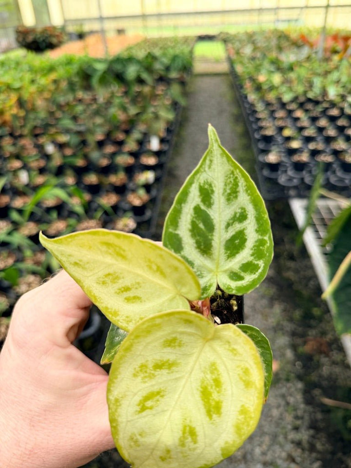 Handpicked 150 - Anthurium Crystallinum Dorayaki Silver Blush | Uprooted