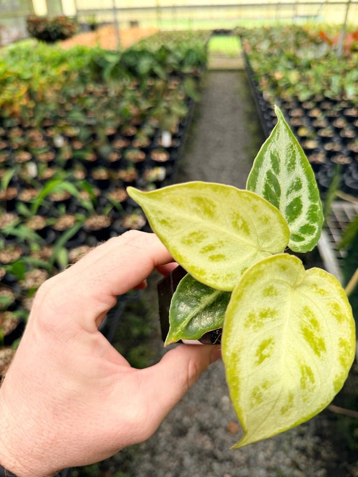 Handpicked 150 - Anthurium Crystallinum Dorayaki Silver Blush | Uprooted