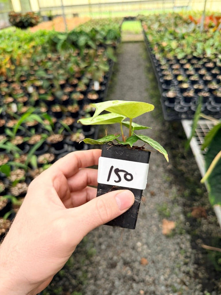 Handpicked 150 - Anthurium Crystallinum Dorayaki Silver Blush | Uprooted
