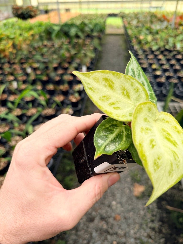 Handpicked 150 - Anthurium Crystallinum Dorayaki Silver Blush | Uprooted