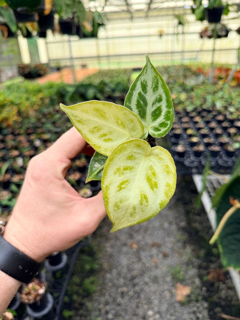 Handpicked 150 - Anthurium Crystallinum Dorayaki Silver Blush | Uprooted
