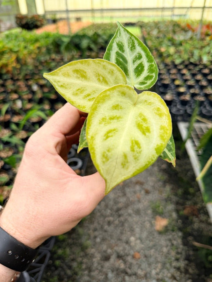 Handpicked 150 - Anthurium Crystallinum Dorayaki Silver Blush | Uprooted