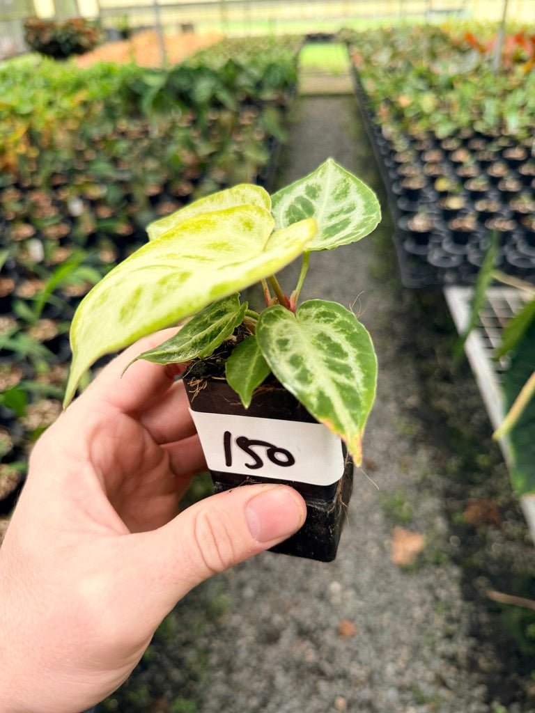 Handpicked 150 - Anthurium Crystallinum Dorayaki Silver Blush | Uprooted