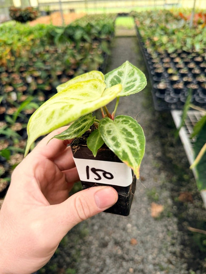 Handpicked 150 - Anthurium Crystallinum Dorayaki Silver Blush | Uprooted