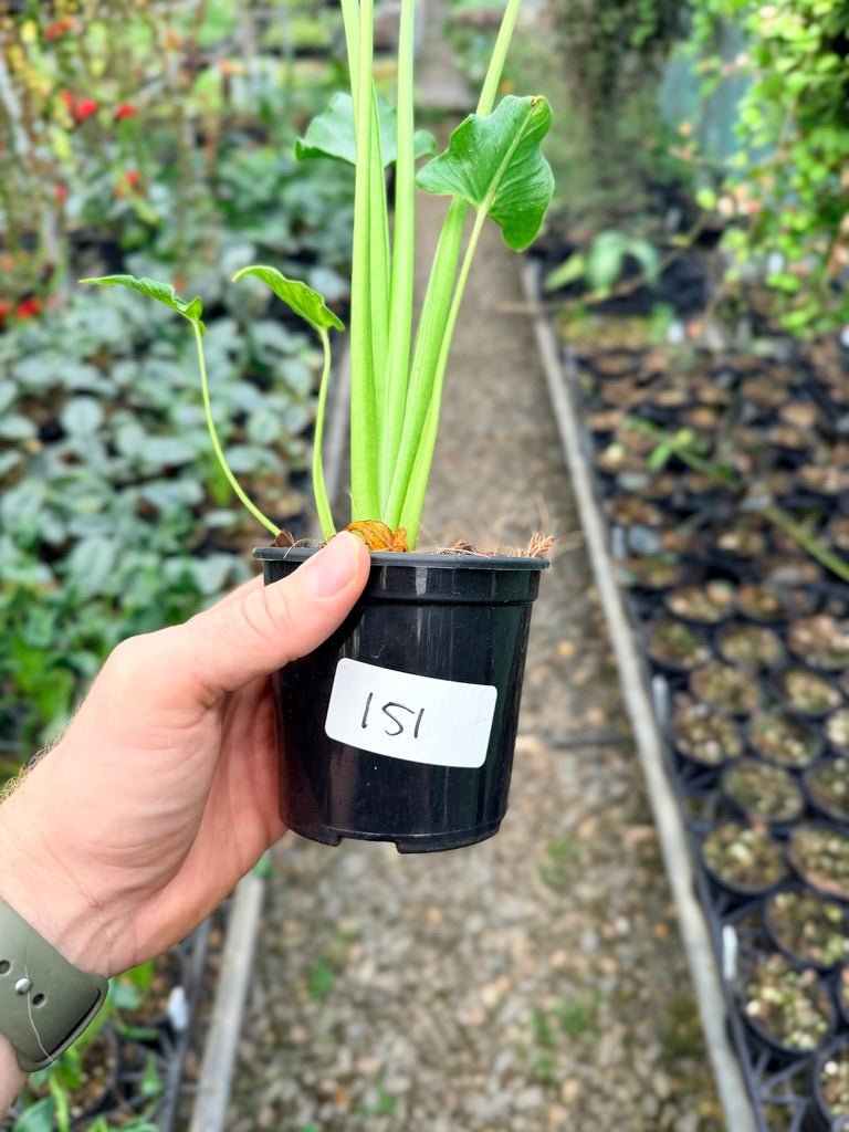 Handpicked 151 - Alocasia Triangularis | Uprooted