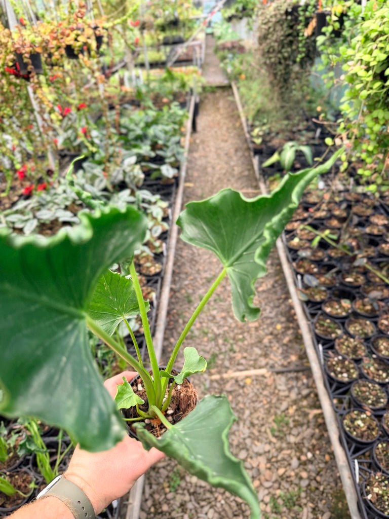 Handpicked 151 - Alocasia Triangularis | Uprooted