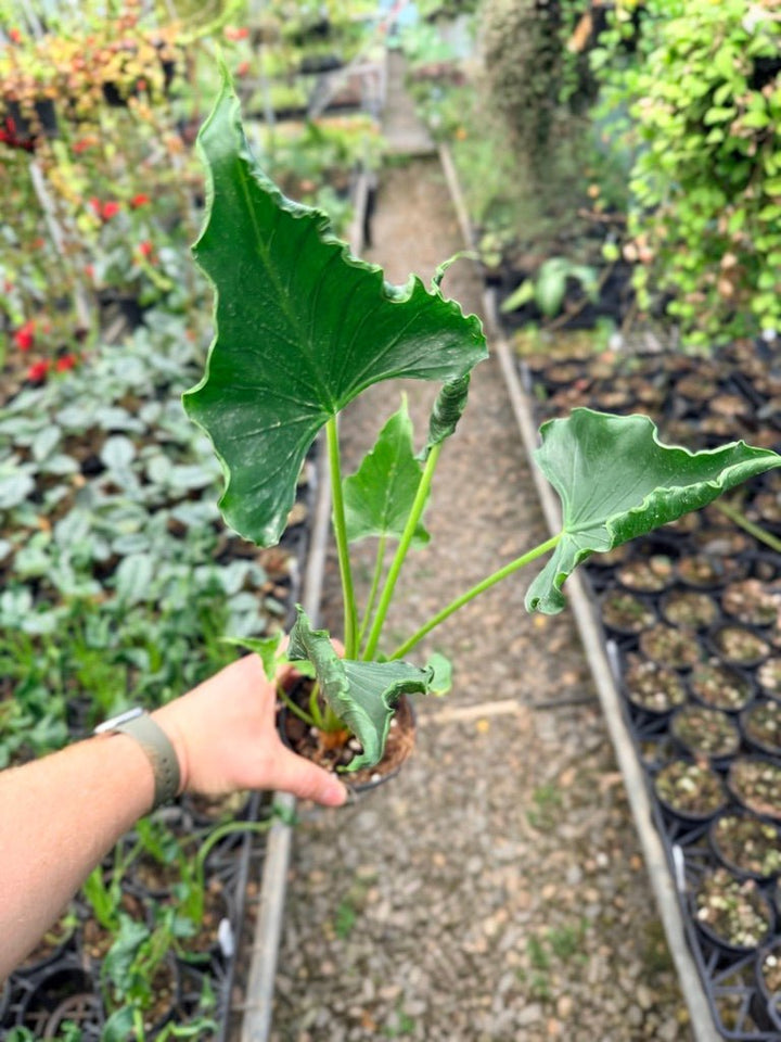 Handpicked 151 - Alocasia Triangularis | Uprooted