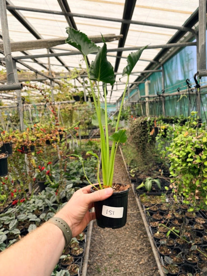 Handpicked 151 - Alocasia Triangularis | Uprooted