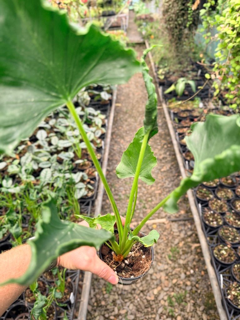 Handpicked 151 - Alocasia Triangularis | Uprooted