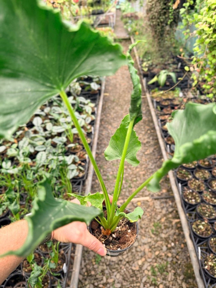 Handpicked 151 - Alocasia Triangularis | Uprooted