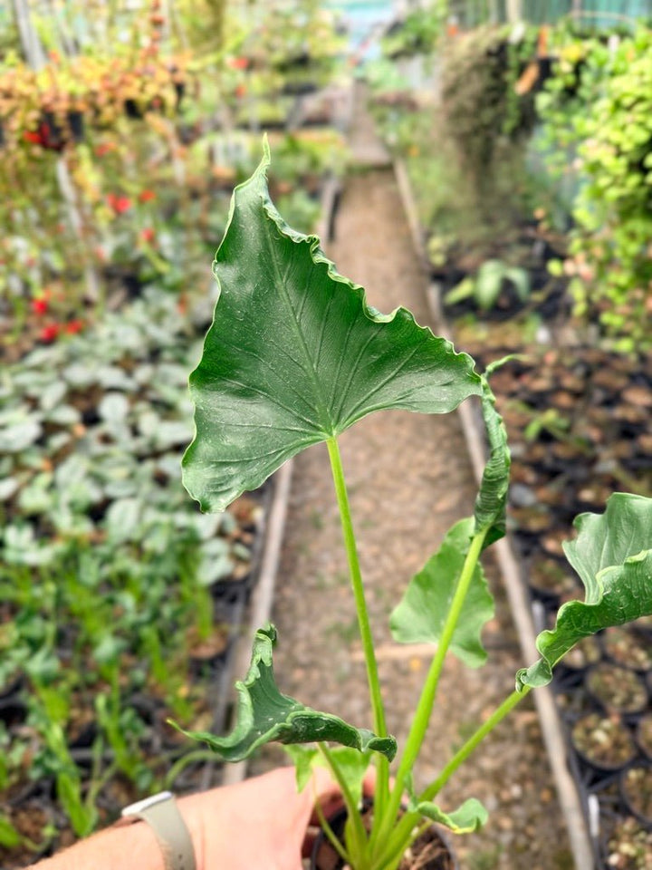 Handpicked 151 - Alocasia Triangularis | Uprooted