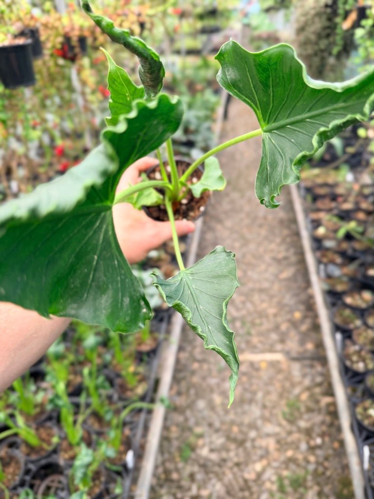 Handpicked 151 - Alocasia Triangularis | Uprooted