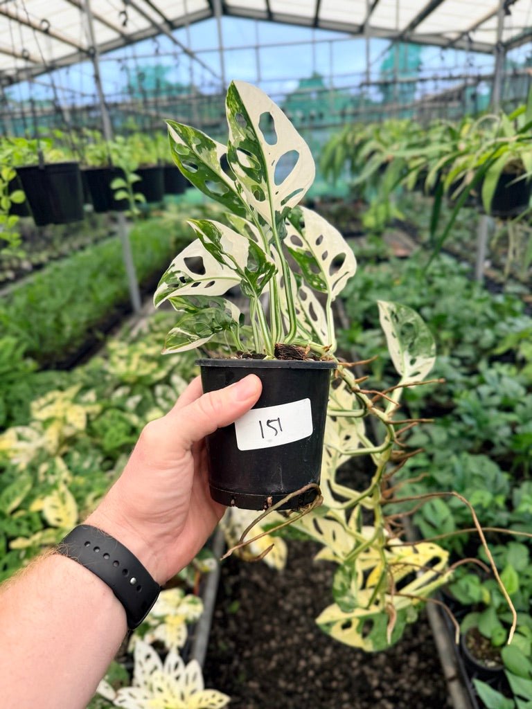Handpicked 151 - Monstera Adansonii - Monkey Mask - Variegated Albo | Uprooted