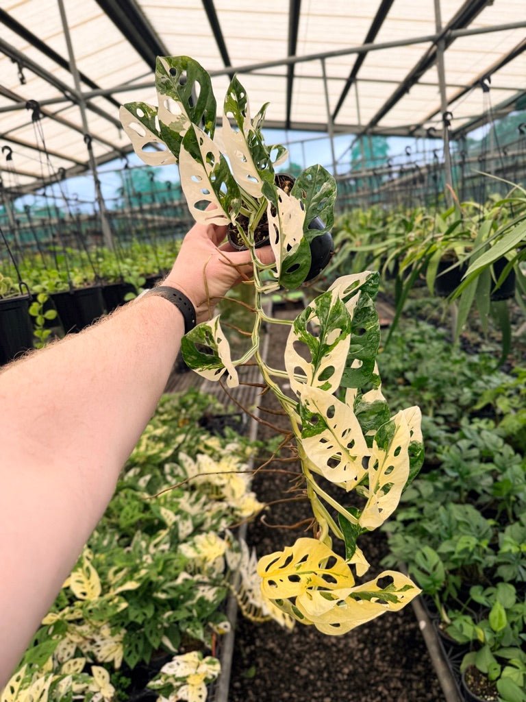 Handpicked 151 - Monstera Adansonii - Monkey Mask - Variegated Albo | Uprooted