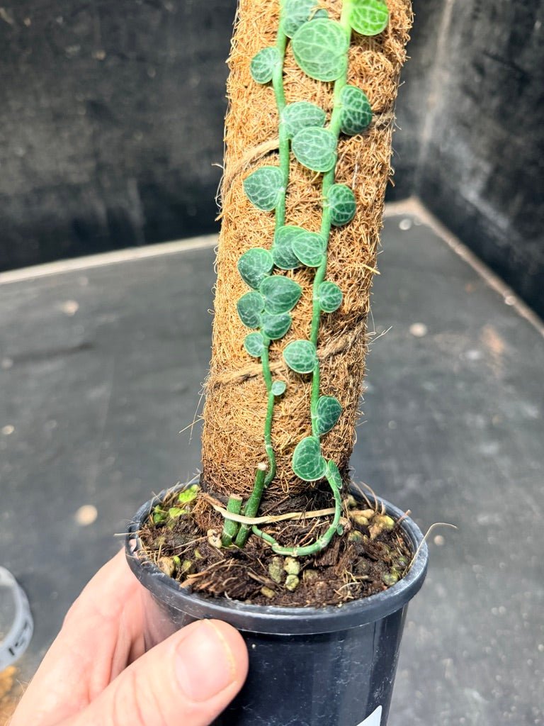 Handpicked 151 - Rhaphidophora Cryptantha Totem | Uprooted