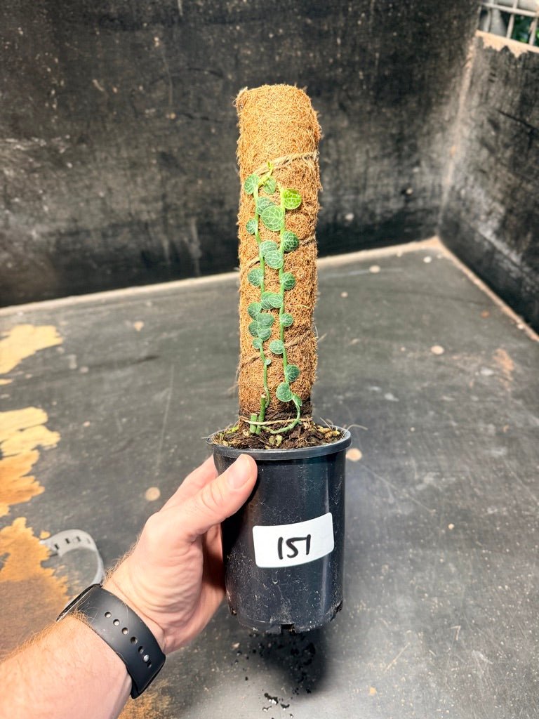 Handpicked 151 - Rhaphidophora Cryptantha Totem | Uprooted