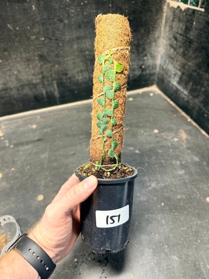 Handpicked 151 - Rhaphidophora Cryptantha Totem | Uprooted