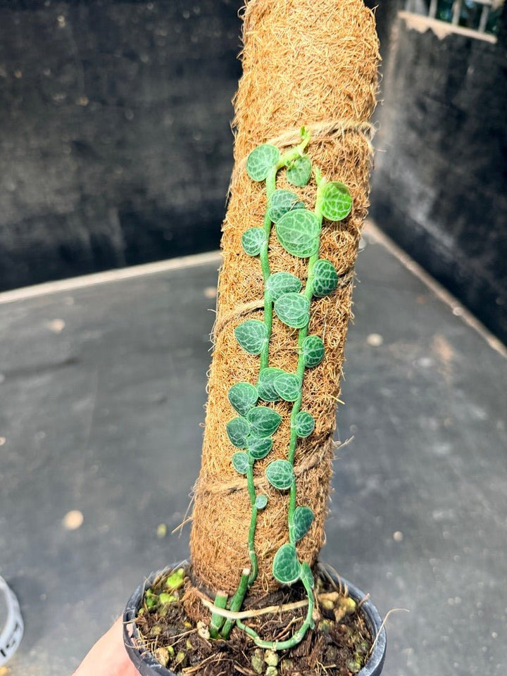 Handpicked 151 - Rhaphidophora Cryptantha Totem | Uprooted