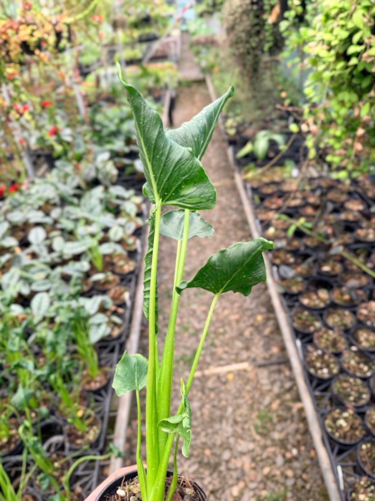 Handpicked 152 - Alocasia Triangularis | Uprooted