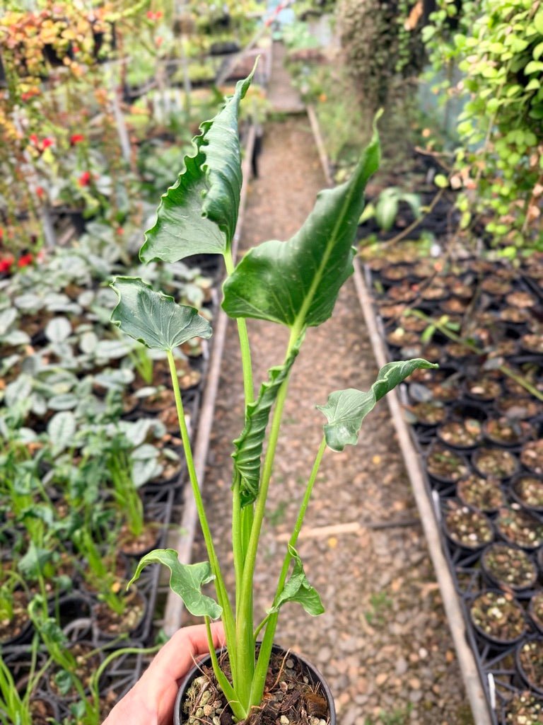 Handpicked 152 - Alocasia Triangularis | Uprooted