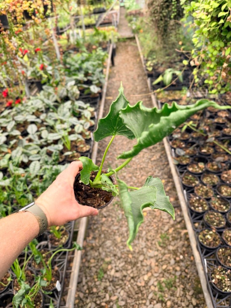 Handpicked 152 - Alocasia Triangularis | Uprooted