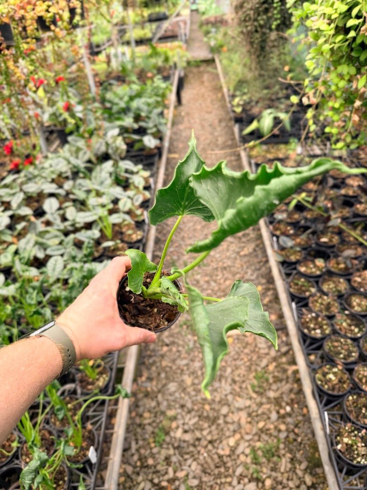 Handpicked 152 - Alocasia Triangularis | Uprooted