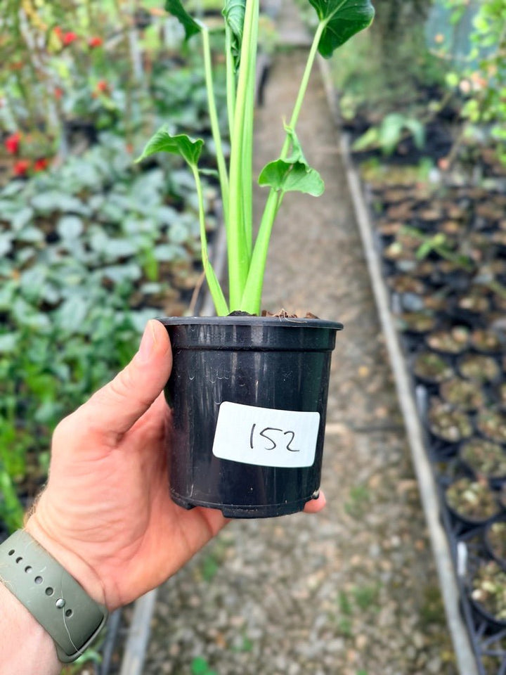 Handpicked 152 - Alocasia Triangularis | Uprooted