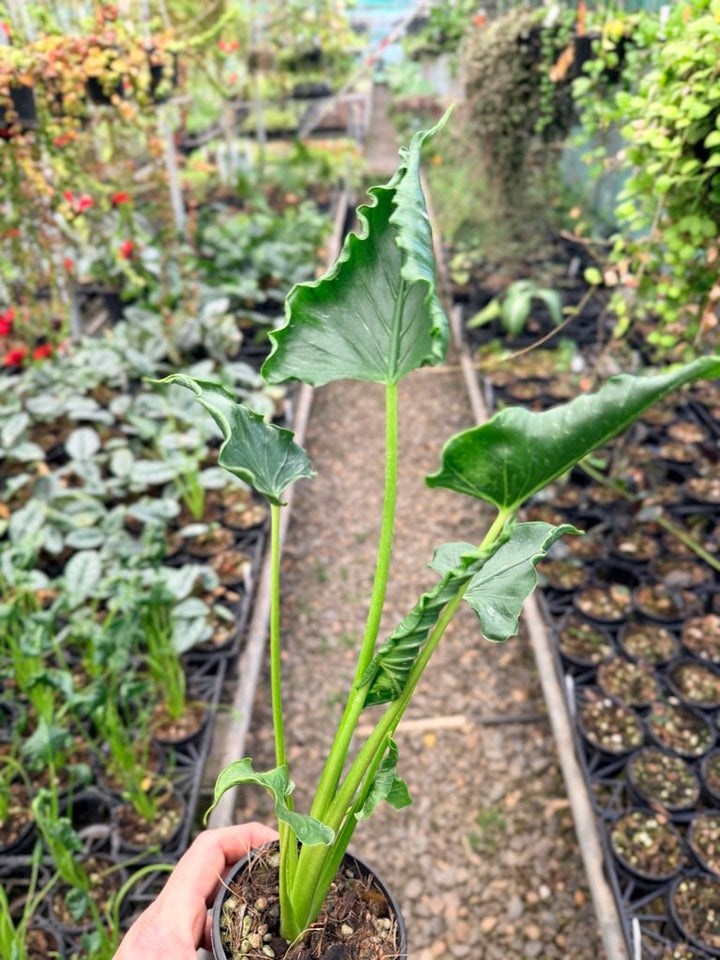 Handpicked 152 - Alocasia Triangularis | Uprooted