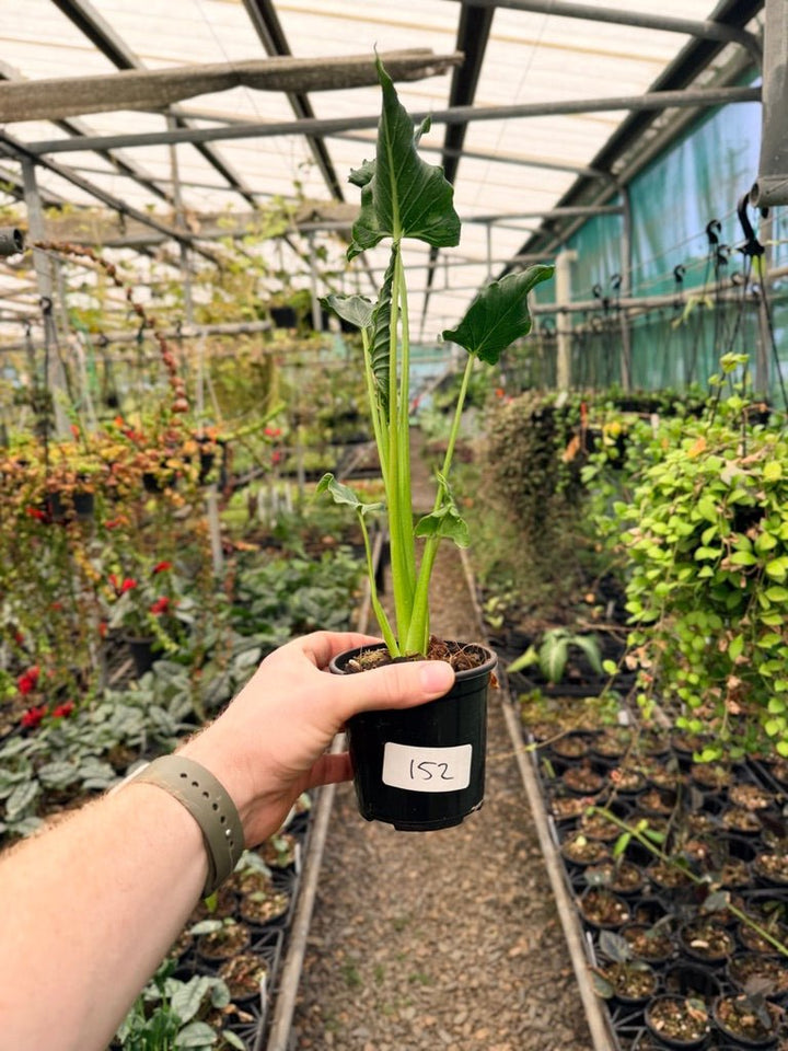 Handpicked 152 - Alocasia Triangularis | Uprooted