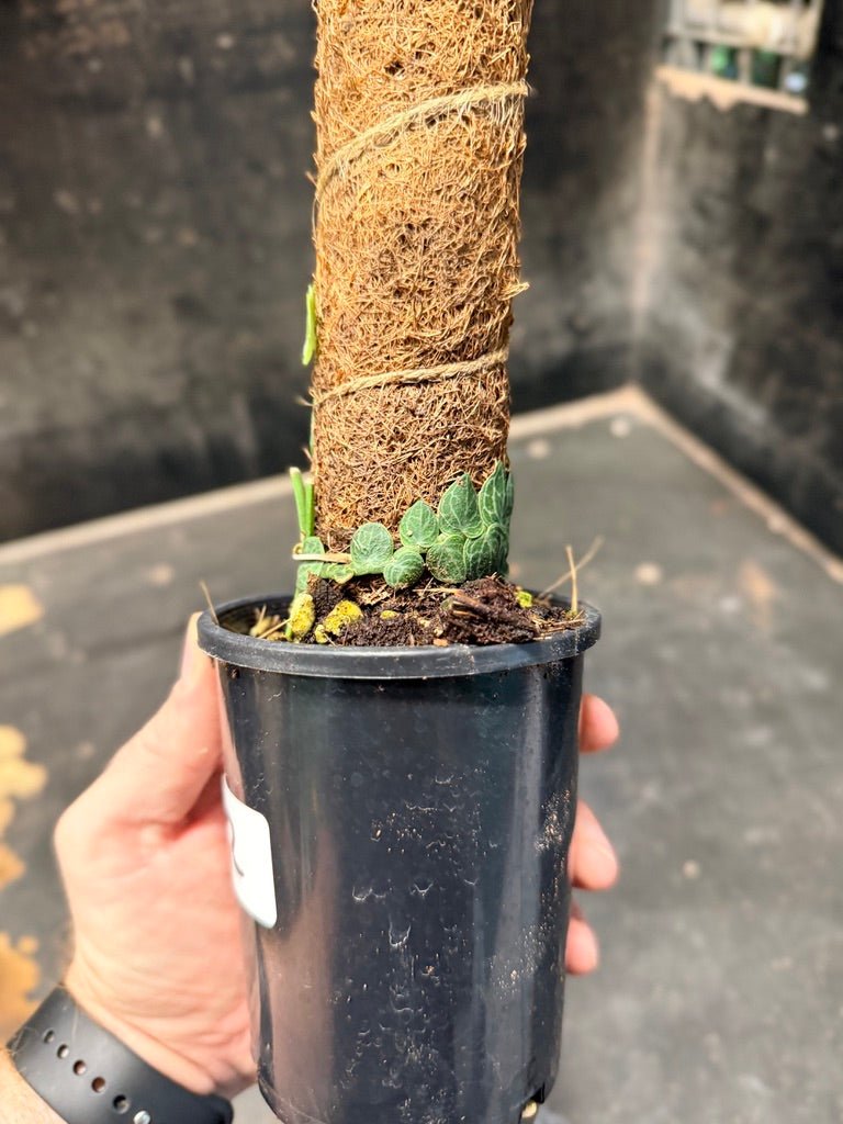 Handpicked 152 - Rhaphidophora Cryptantha Totem | Uprooted