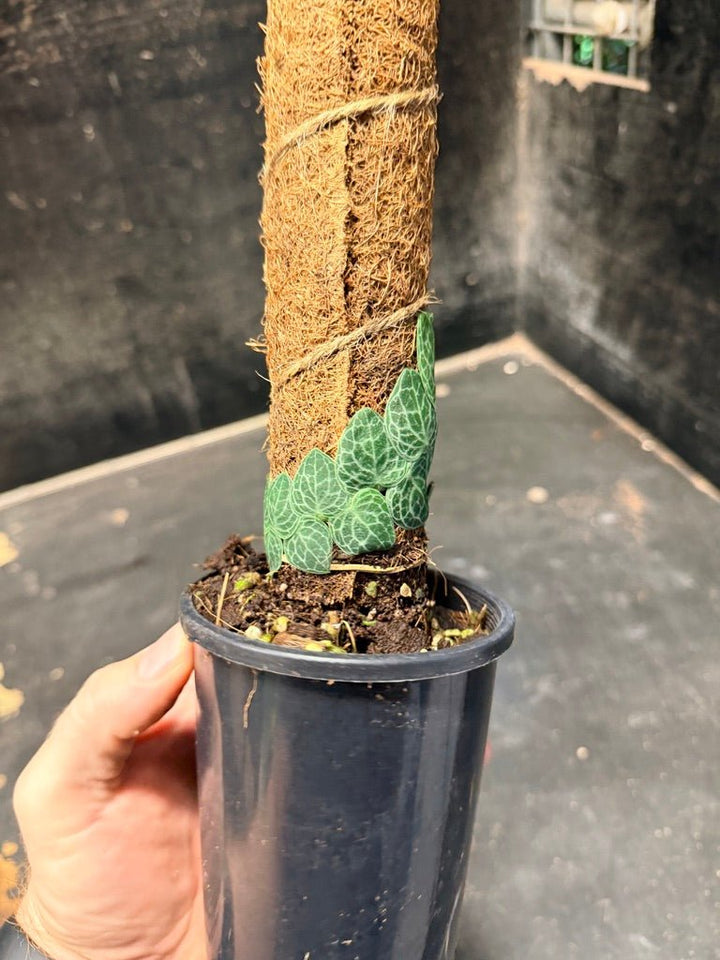 Handpicked 152 - Rhaphidophora Cryptantha Totem | Uprooted