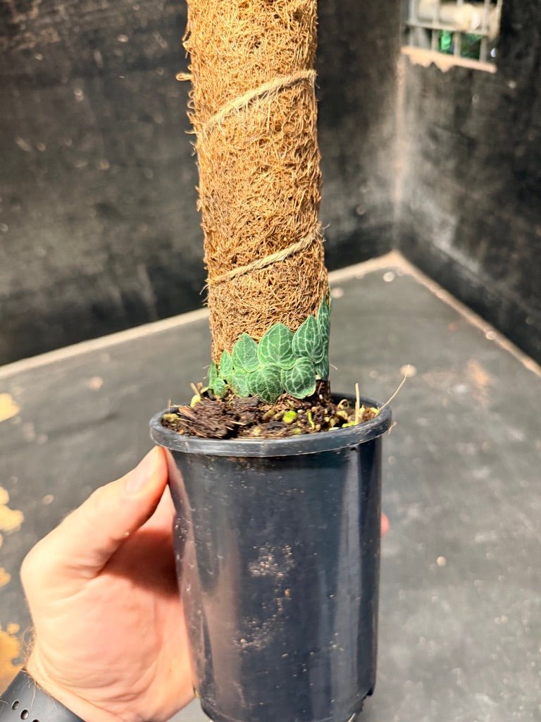 Handpicked 152 - Rhaphidophora Cryptantha Totem | Uprooted