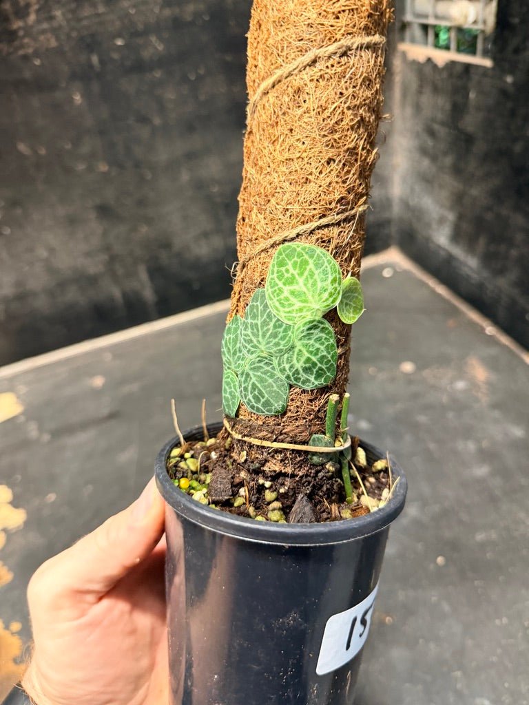 Handpicked 152 - Rhaphidophora Cryptantha Totem | Uprooted
