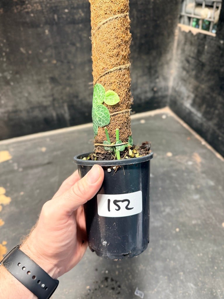 Handpicked 152 - Rhaphidophora Cryptantha Totem | Uprooted