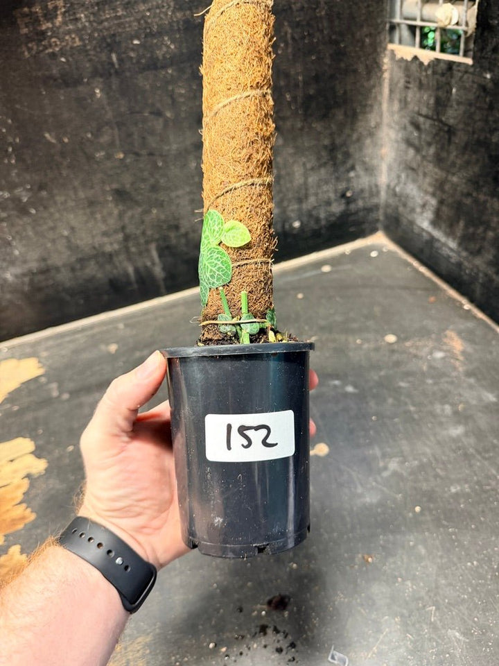 Handpicked 152 - Rhaphidophora Cryptantha Totem | Uprooted